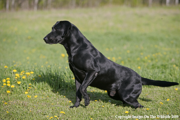 Black Labrador Retriever in field