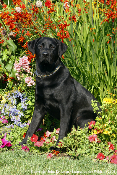 Black Labrador Retriever 