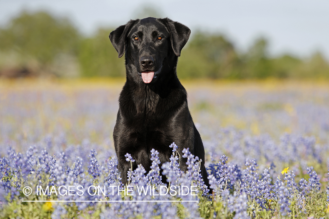 Black labrador retriever in field of wildflowers.