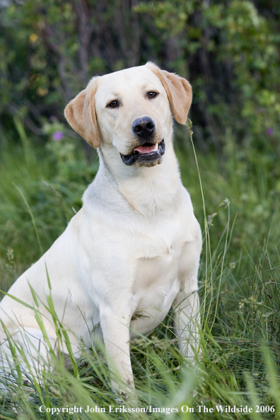 Yellow Labrador Retriever.