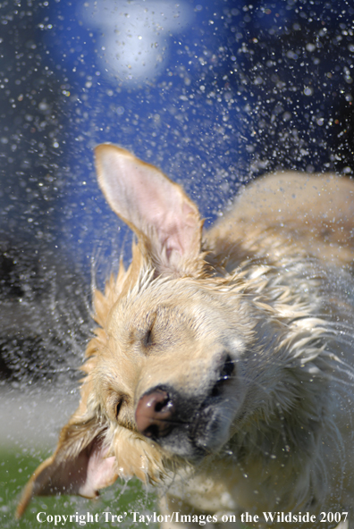 Yellow Labrador Retriever