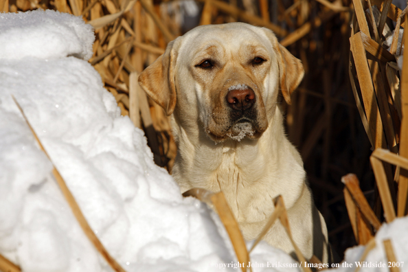 Yellow Labrador Retriever in field