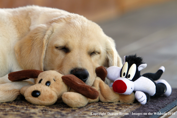 Yellow Labrador Retriever Puppy with toy