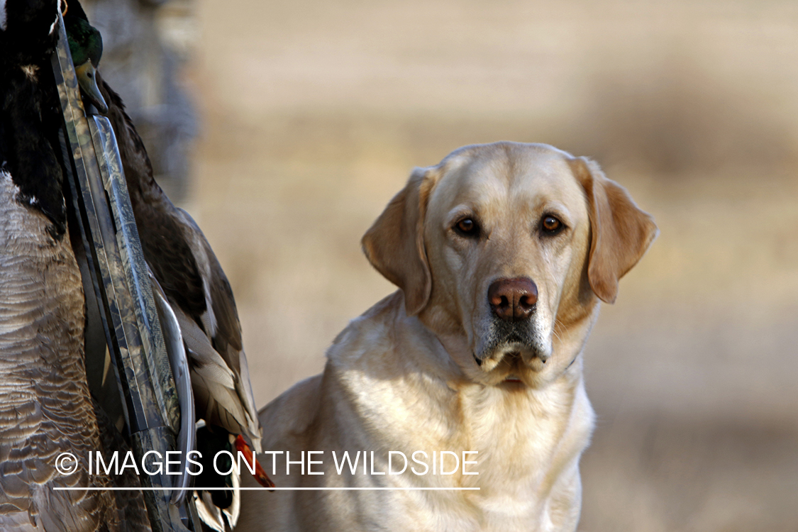 Yellow Labrador Retrievers with bagged mallards.