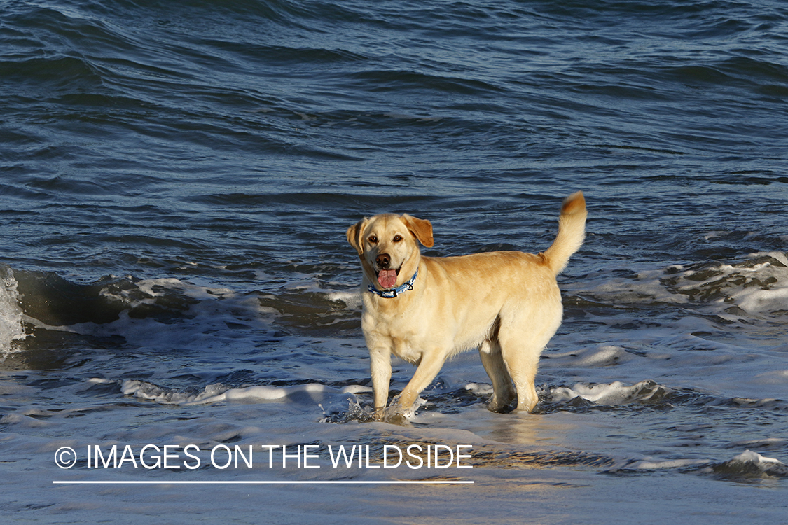 Yellow lab playing in the ocean.