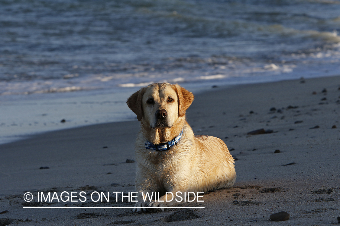 Yellow lab in front of ocean.