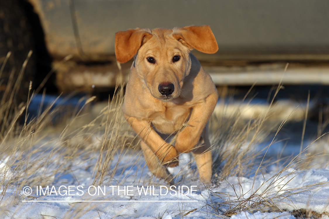 Yellow Labrador Retriever puppy running in snow.