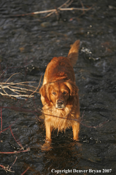 Golden Retriever in water.