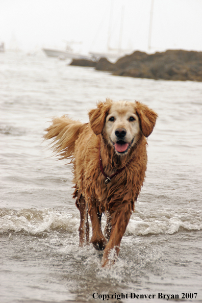 Golden Retriever