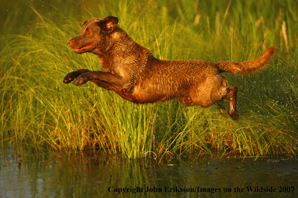 Chesapeake Bay Retriever jumping into water