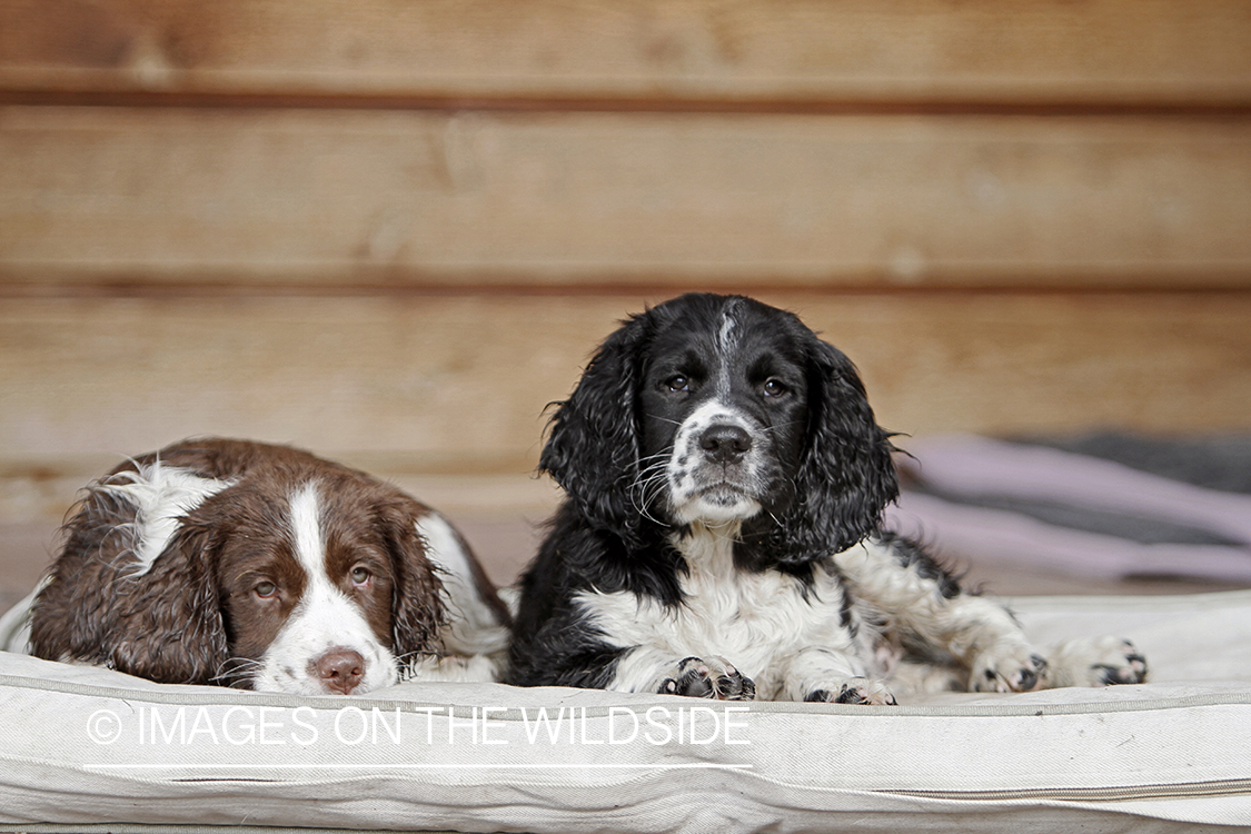 English Springer Spaniel puppies laying down on dog bed. 