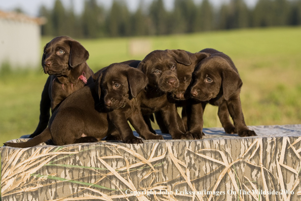 Chocolate Labrador Retriever puppies.