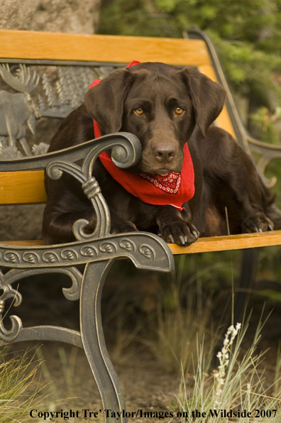 Chocolate labrador lounging.