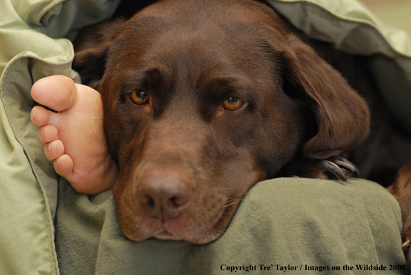 Chocolate Labrador Retriever 