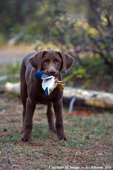 Chocolate lab puppy.