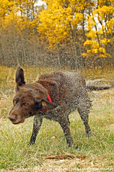 Chocolate Labrador Retriever