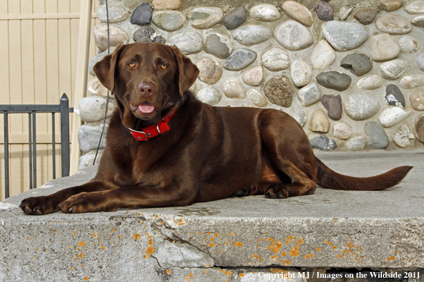 Chocolate Labrador Retriever.