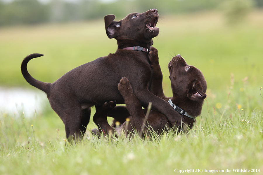 Chocolate Labrador Retriever puppies playing. 