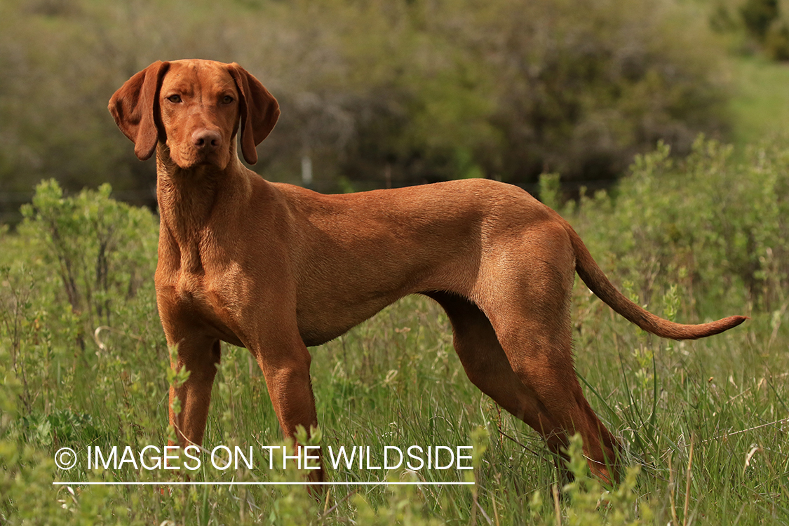 Vizsla in field.