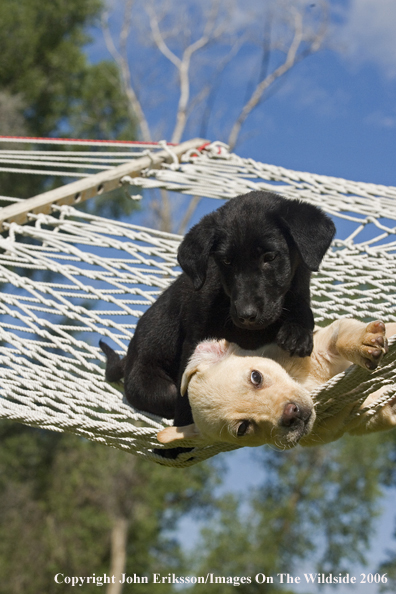 Yellow and black Labrador Retriever puppies.