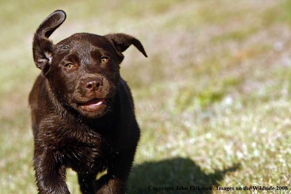 Chocolate Labrador Retriever puppy in field