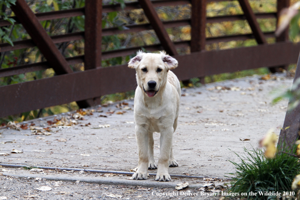 Yellow Labrador Retriever Puppy