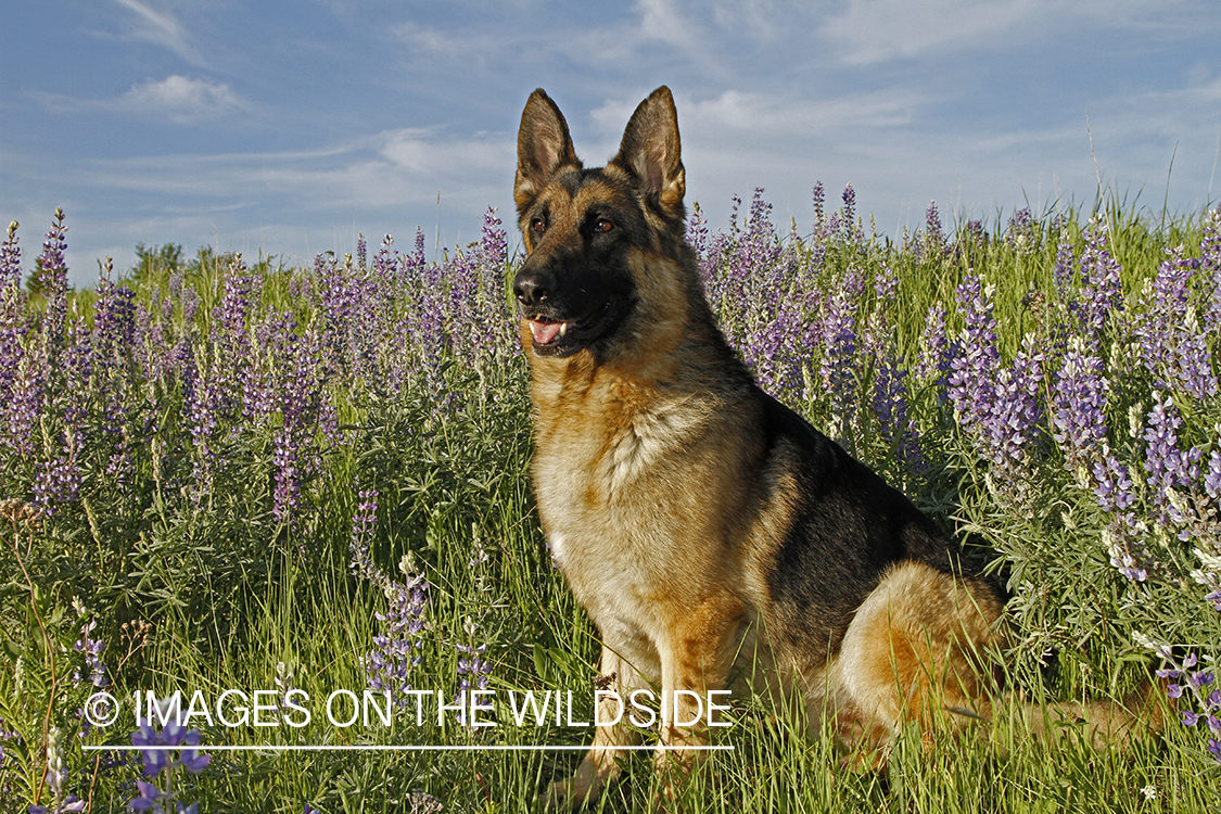 German Shepherd