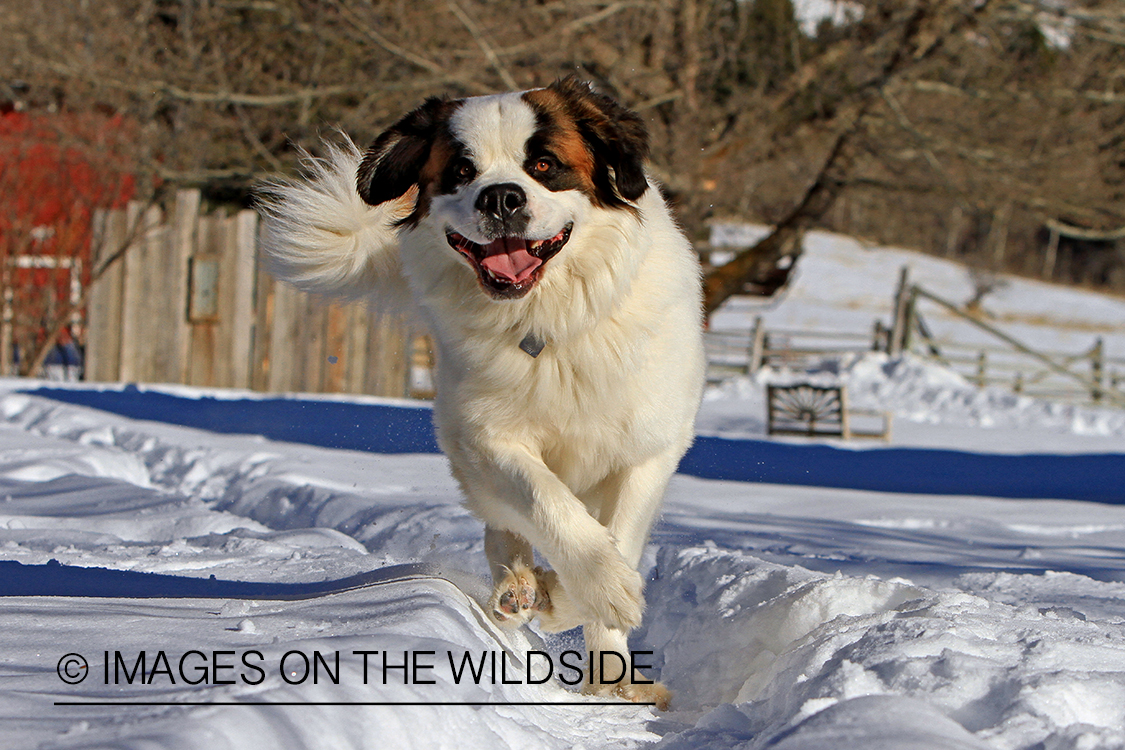 St. Bernard running in field.