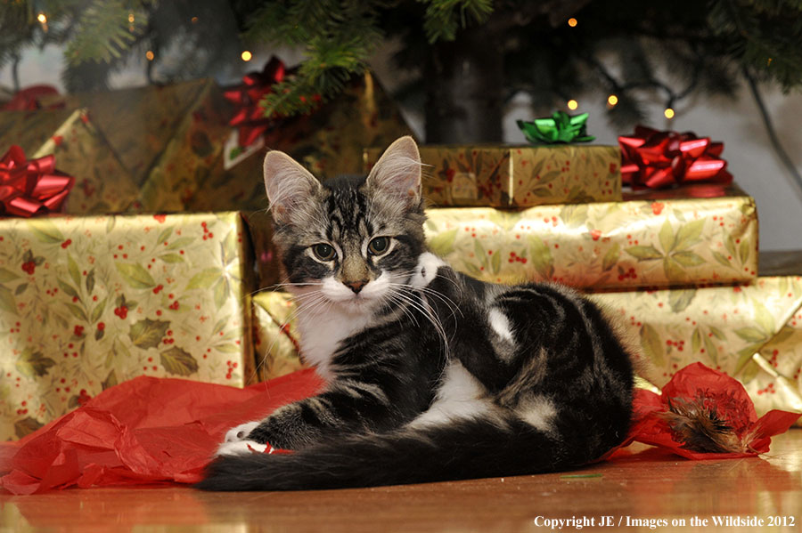 House cat with christmas presents.