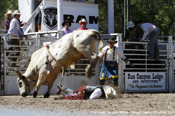 Augusta Rodeo