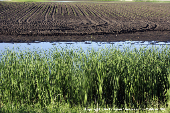 Wetlands near crop fields