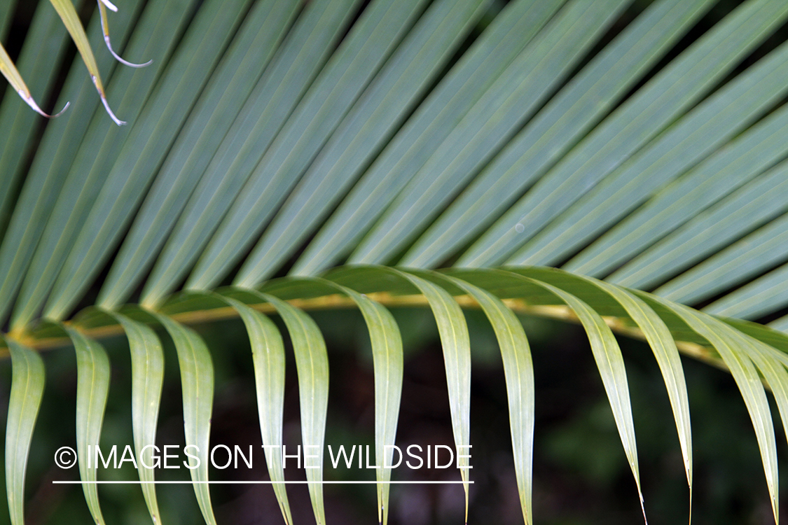 Jungle vegetation close-up.