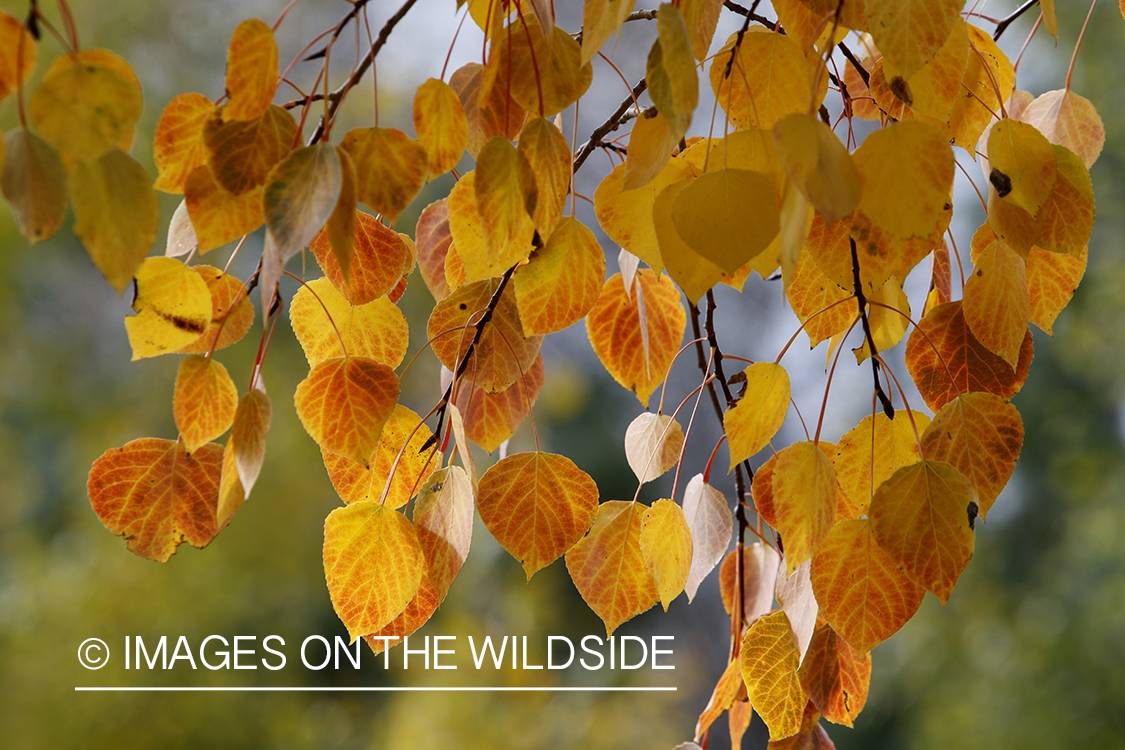 Aspen leaves on tree in autumn.