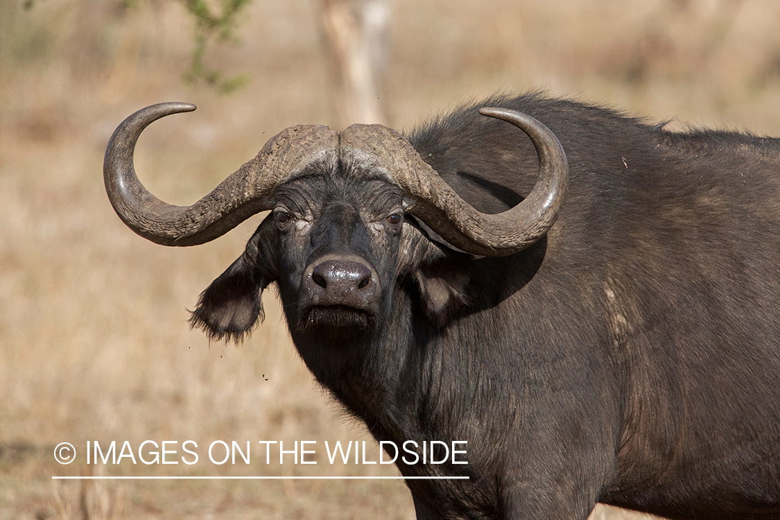 Cape buffalo in habitat.