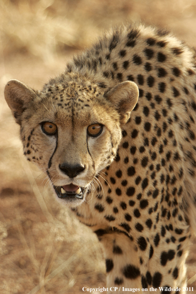 Cheetah in habitat. 