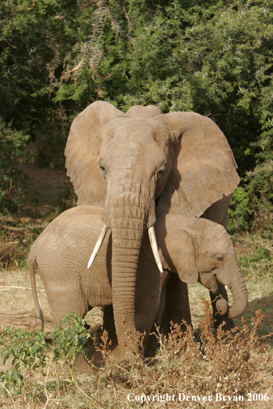 African Elephants