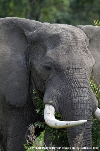 African Bull Elephant 