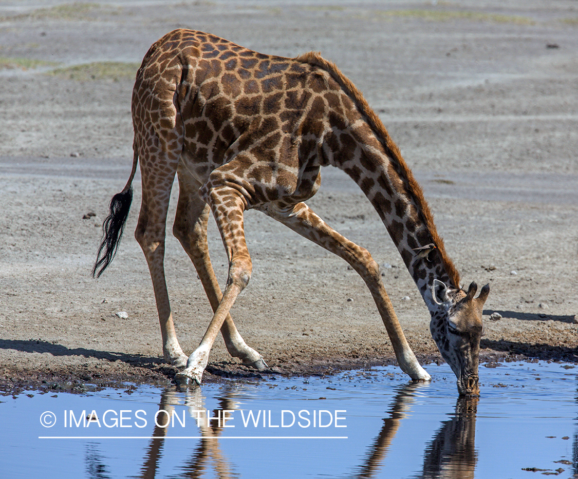 Giraffe in habitat