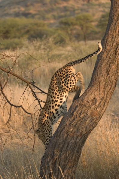 Leopard in tree. Africa