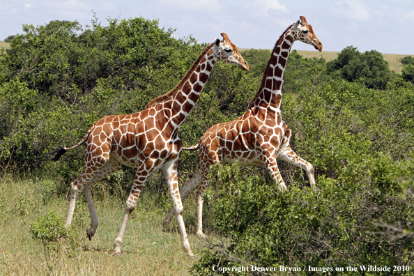 Reticulated Giraffe 