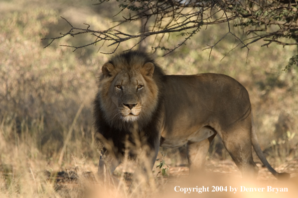 Male African lion in habitat. Africa