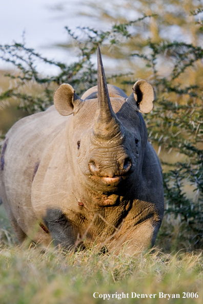 Black rhino in Africa.