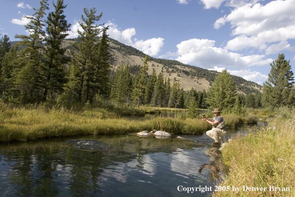 Flyfisherman with Rainbow Trout on the line, Rocky Mountains