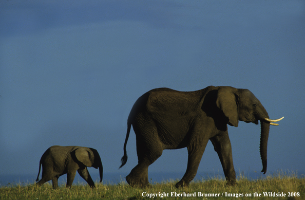 Baby Elephant with mother