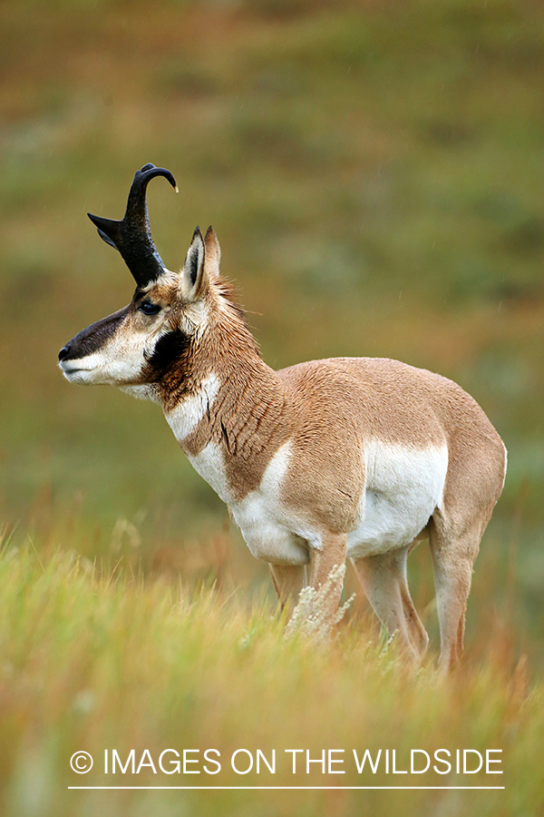 Pronghorn Antelope in habitat. 