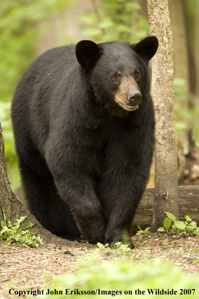 Black bear in habitat