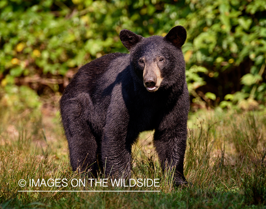 Black bear in habitat. 