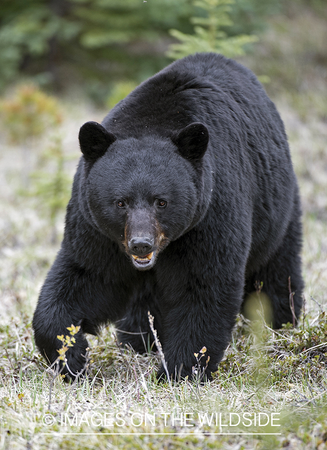 Black bear in habitat.