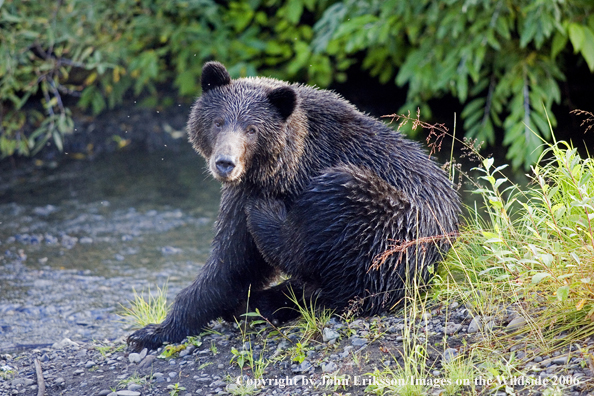 Brown bear in river.