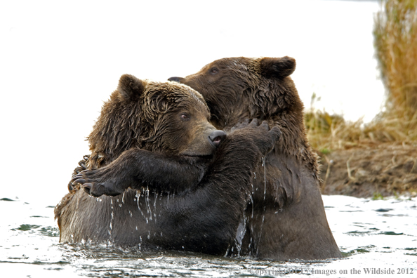 Brown bears playing in water.  